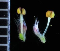 Salix ×dichroa. Male flowers and flower bracts showing two anthers on a single filament.
 Image: D. Glenny © Landcare Research 2020 CC BY 4.0